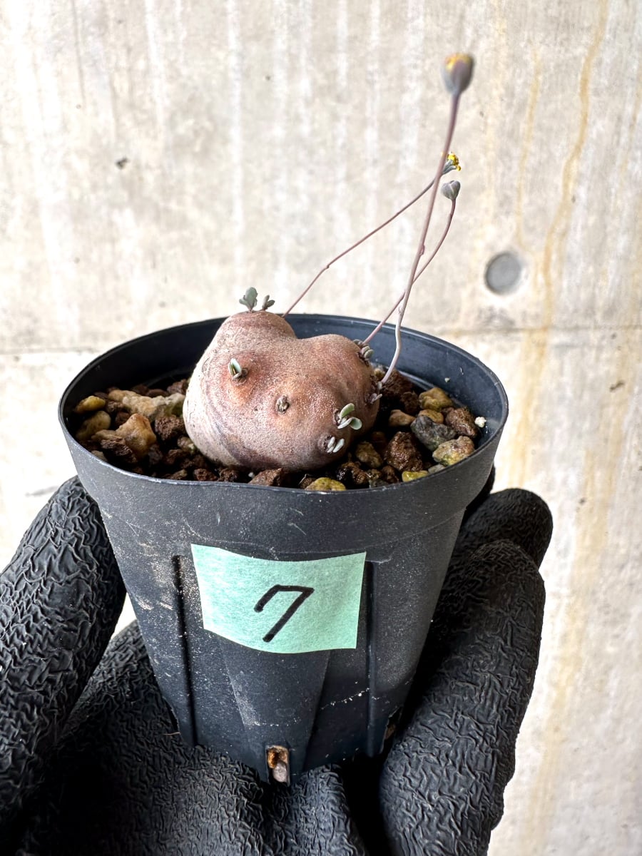 【現品限り】オトンナ・カカリオイデス 現地株 発根済み【L7】 Othonna cacalioides