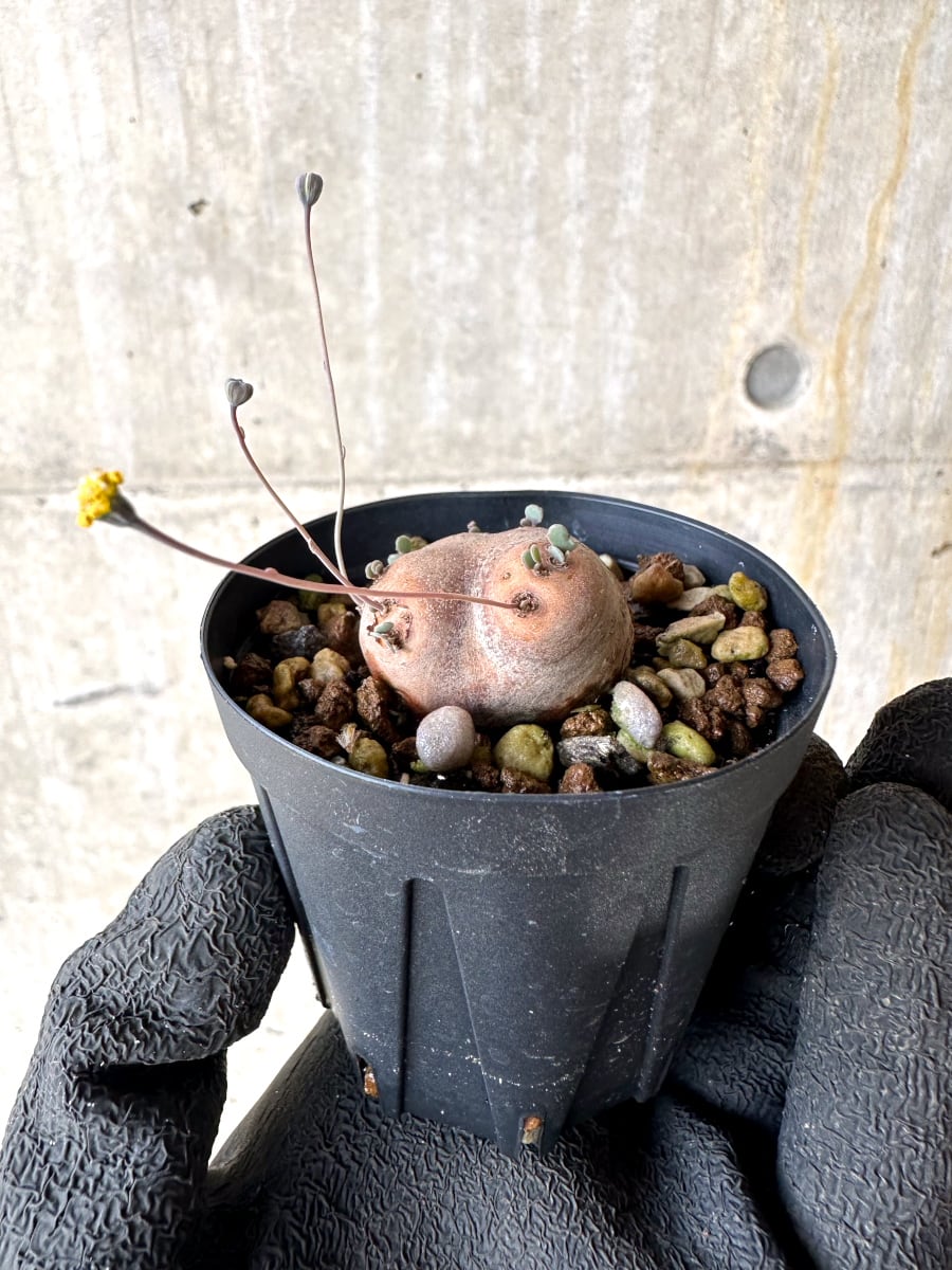 【現品限り】オトンナ・カカリオイデス 現地株 発根済み【L7】 Othonna cacalioides