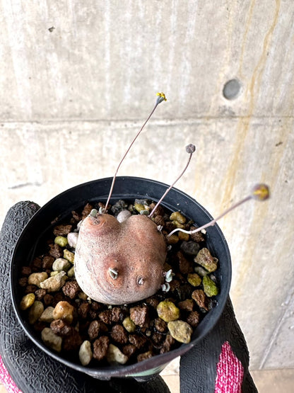 【現品限り】オトンナ・カカリオイデス 現地株 発根済み【L7】 Othonna cacalioides