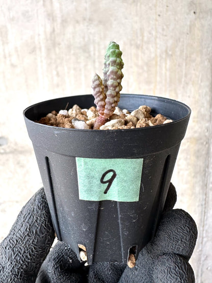 【現品限り】ブルビネ・ブルインシー 成長途中【L9】 Bulbine bruynsii