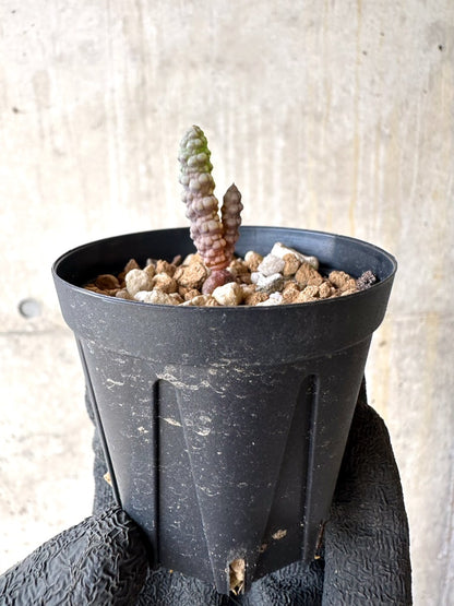 【現品限り】ブルビネ・ブルインシー 成長途中【L9】 Bulbine bruynsii