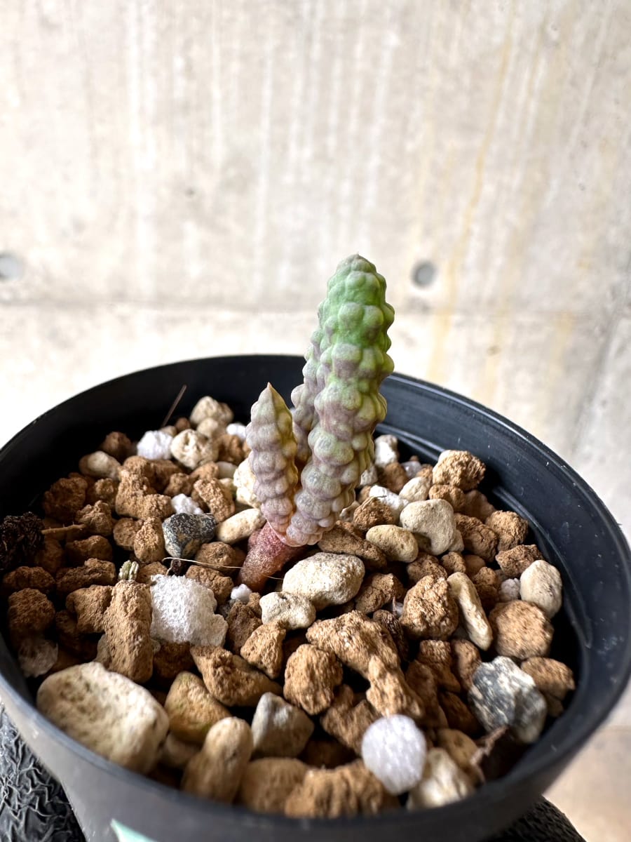 現品限り】ブルビネ・ブルインシー 成長途中【L9】 Bulbine bruynsii
