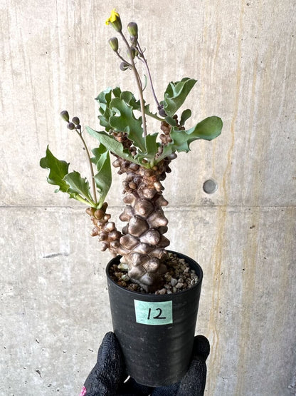 【現品限り】オトンナ・ヘレー 蛮鬼塔[在庫整理価格]【M12】 Othonna herrei