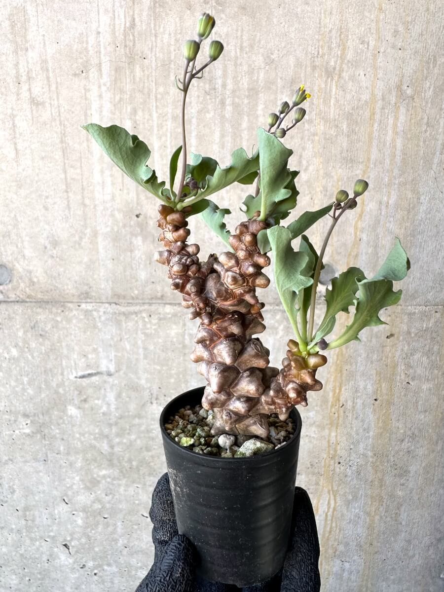 【現品限り】オトンナ・ヘレー 蛮鬼塔[在庫整理価格]【M12】 Othonna herrei