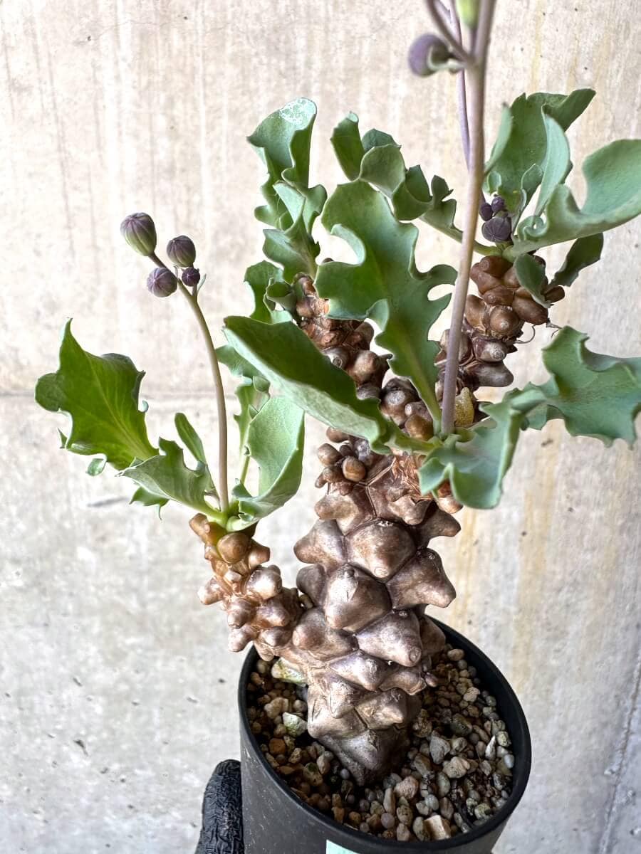 【現品限り】オトンナ・ヘレー 蛮鬼塔[在庫整理価格]【M12】 Othonna herrei