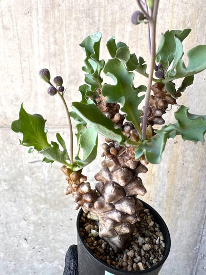 【現品限り】オトンナ・ヘレー 蛮鬼塔[在庫整理価格]【M12】 Othonna herrei