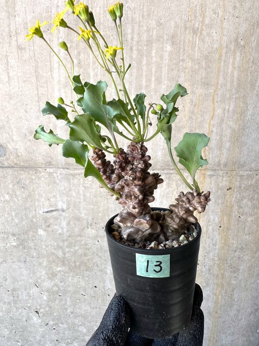 【現品限り】オトンナ・ヘレー 蛮鬼塔[在庫整理価格]【M13】 Othonna herrei