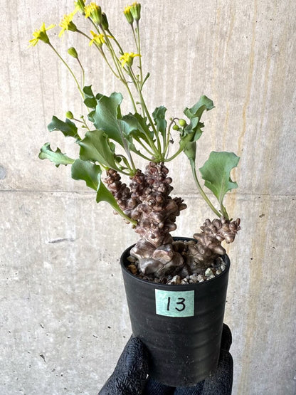 【現品限り】オトンナ・ヘレー 蛮鬼塔[在庫整理価格]【M13】 Othonna herrei