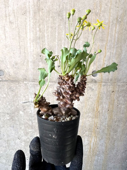 【現品限り】オトンナ・ヘレー 蛮鬼塔[在庫整理価格]【M13】 Othonna herrei