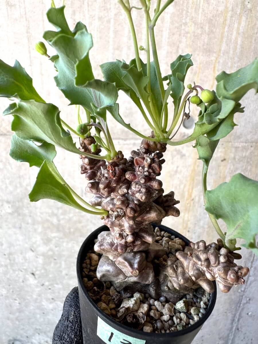 【現品限り】オトンナ・ヘレー 蛮鬼塔[在庫整理価格]【M13】 Othonna herrei