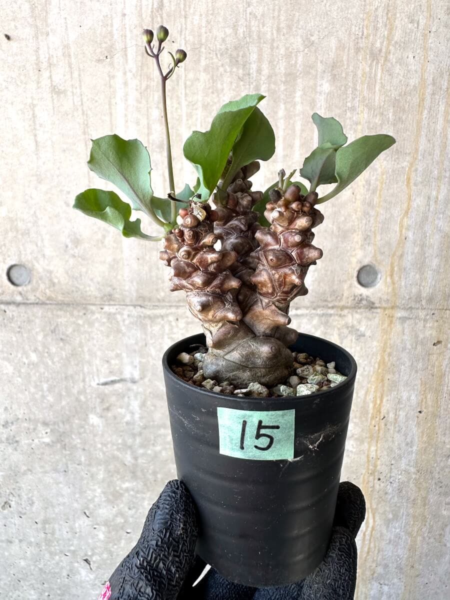 【現品限り】オトンナ・ヘレー 蛮鬼塔[在庫整理価格]【M15】 Othonna herrei