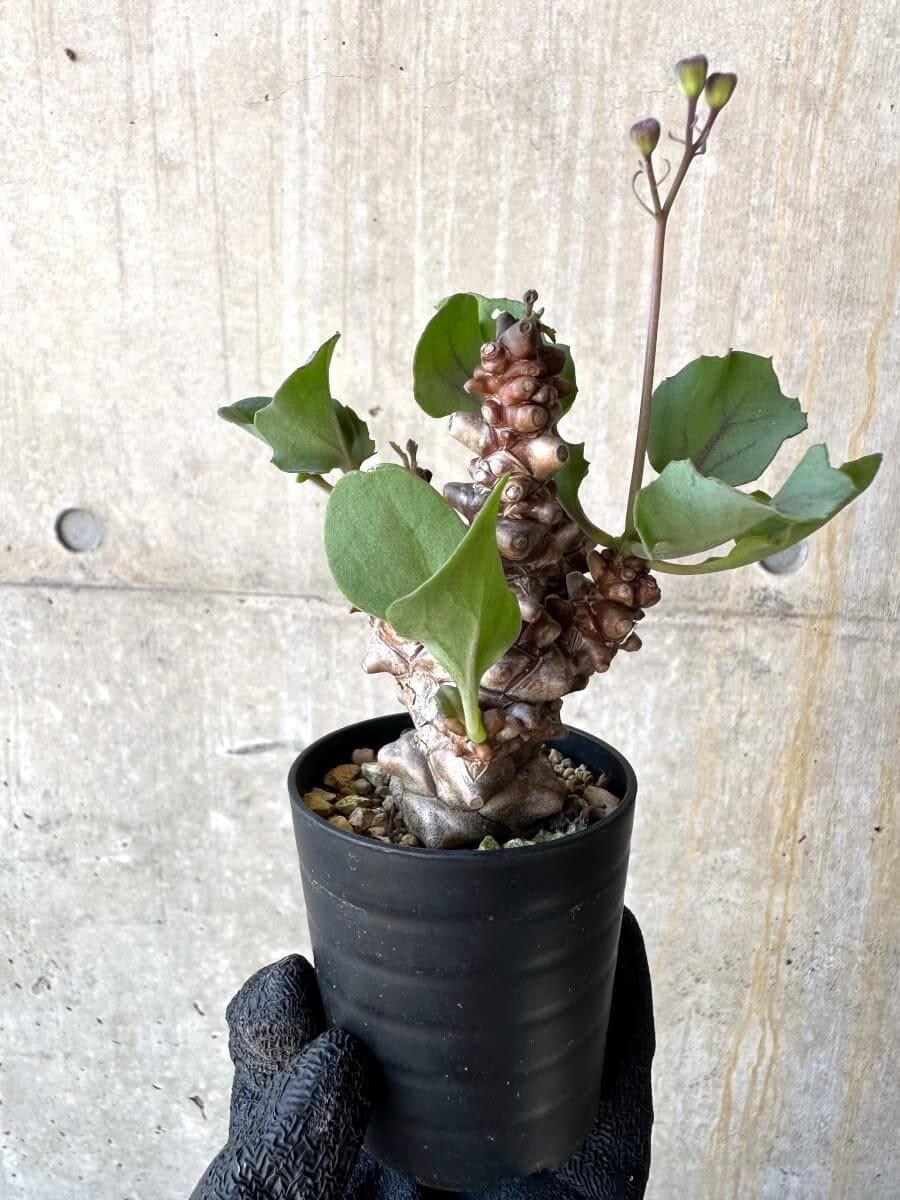 【現品限り】オトンナ・ヘレー 蛮鬼塔[在庫整理価格]【M15】 Othonna herrei