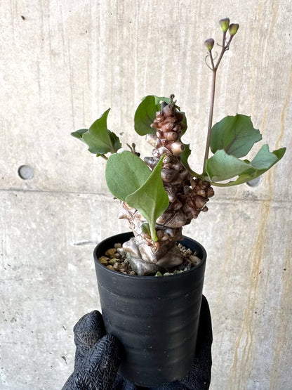 【現品限り】オトンナ・ヘレー 蛮鬼塔[在庫整理価格]【M15】 Othonna herrei