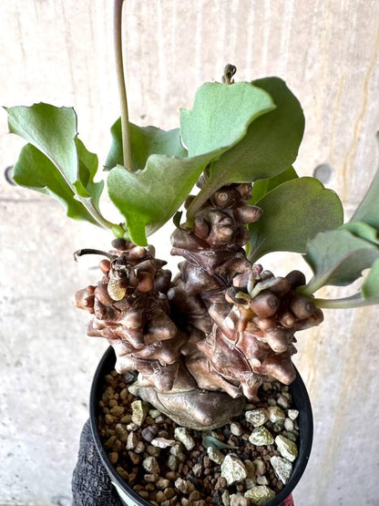 【現品限り】オトンナ・ヘレー 蛮鬼塔[在庫整理価格]【M15】 Othonna herrei