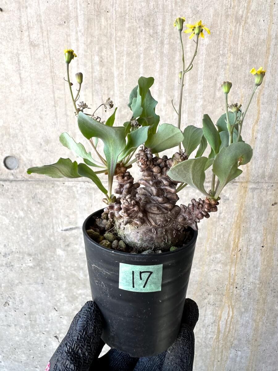 【現品限り】オトンナ・ヘレー 蛮鬼塔[在庫整理価格]【M17】 Othonna herrei