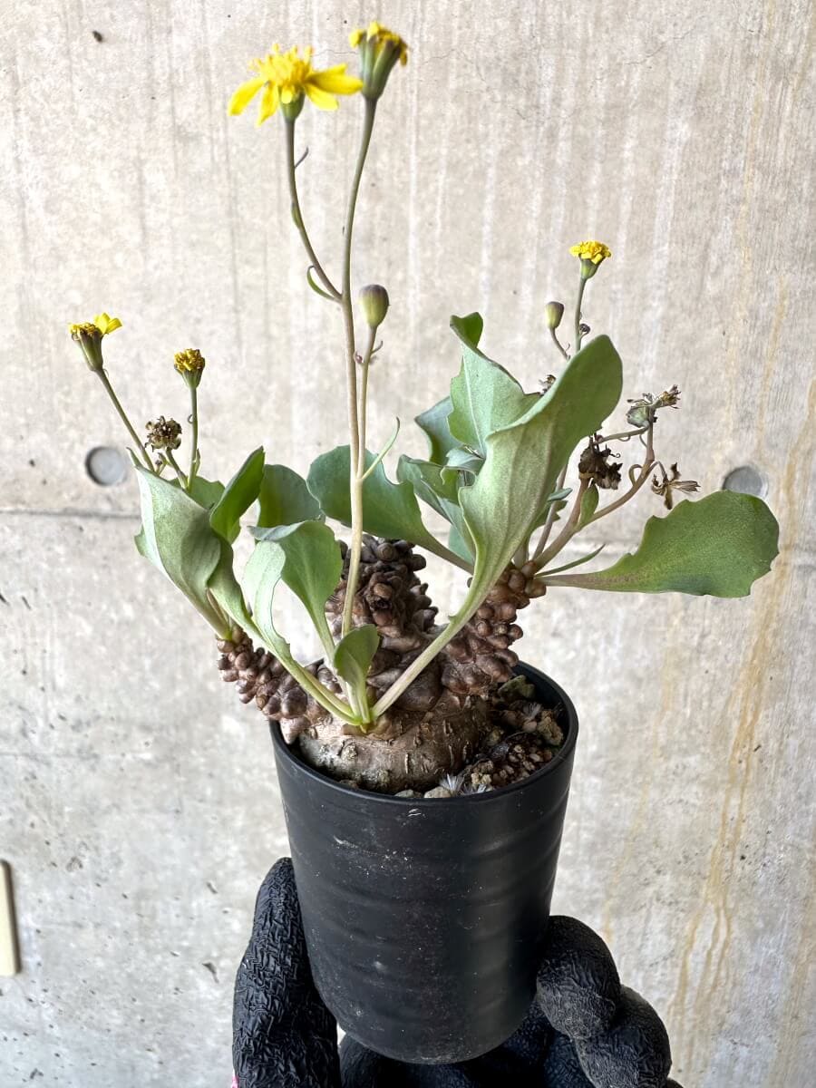 【現品限り】オトンナ・ヘレー 蛮鬼塔[在庫整理価格]【M17】 Othonna herrei