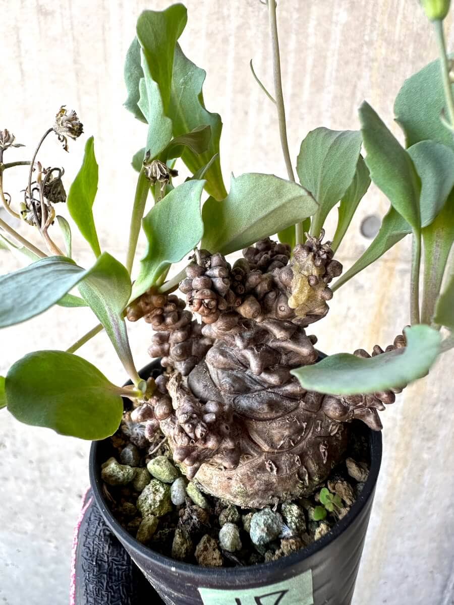 【現品限り】オトンナ・ヘレー 蛮鬼塔[在庫整理価格]【M17】 Othonna herrei