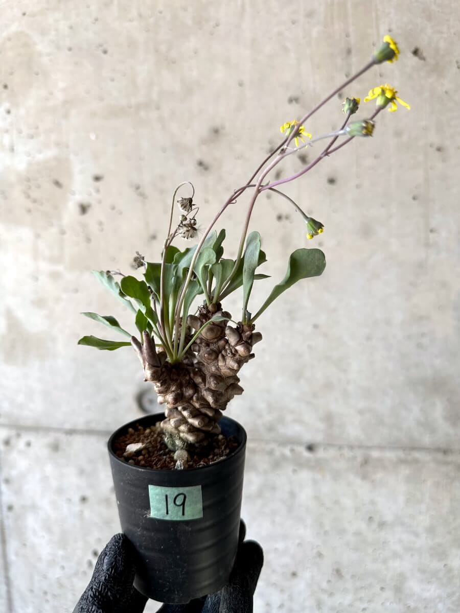 【現品限り】オトンナ・ヘレー 蛮鬼塔[在庫整理価格]【M19】 Othonna herrei