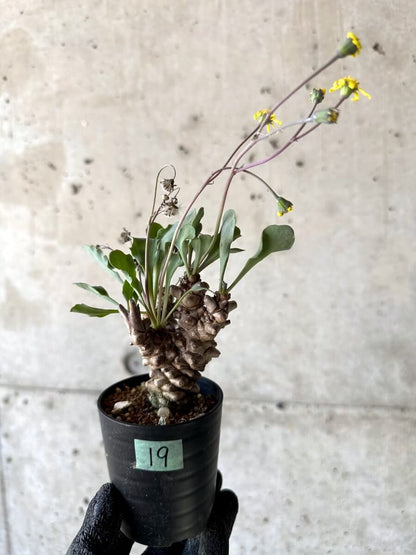 【現品限り】オトンナ・ヘレー 蛮鬼塔[在庫整理価格]【M19】 Othonna herrei