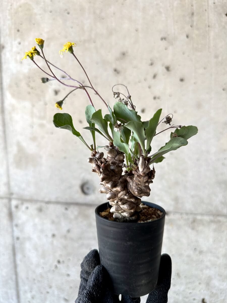 【現品限り】オトンナ・ヘレー 蛮鬼塔[在庫整理価格]【M19】 Othonna herrei