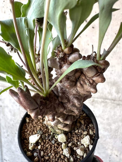 【現品限り】オトンナ・ヘレー 蛮鬼塔[在庫整理価格]【M19】 Othonna herrei