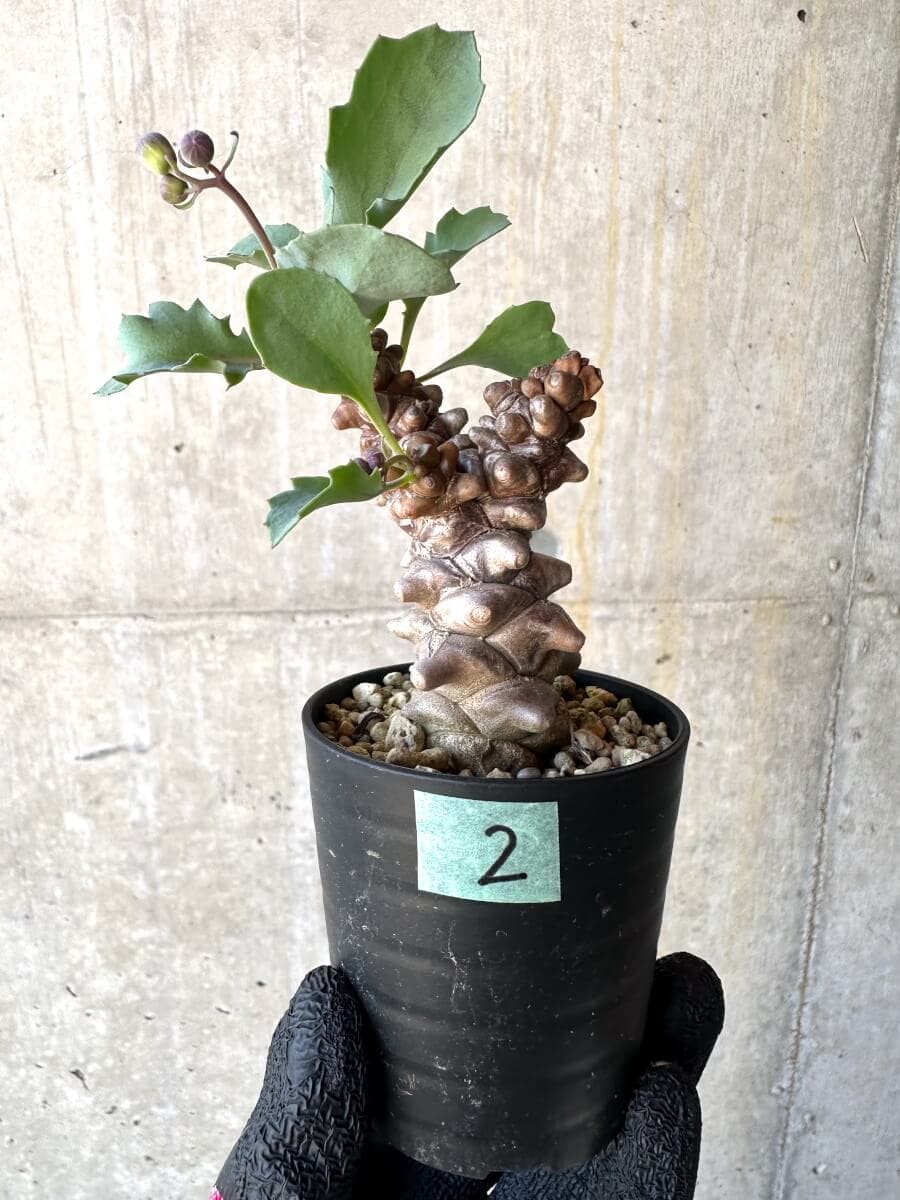 【現品限り】オトンナ・ヘレー 蛮鬼塔[在庫整理価格]【M2】 Othonna herrei