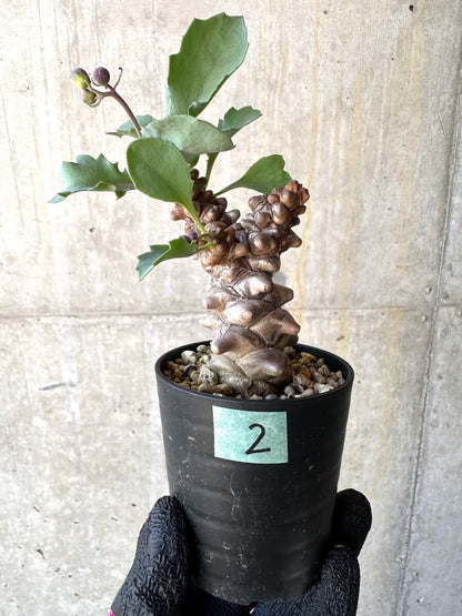 【現品限り】オトンナ・ヘレー 蛮鬼塔[在庫整理価格]【M2】 Othonna herrei