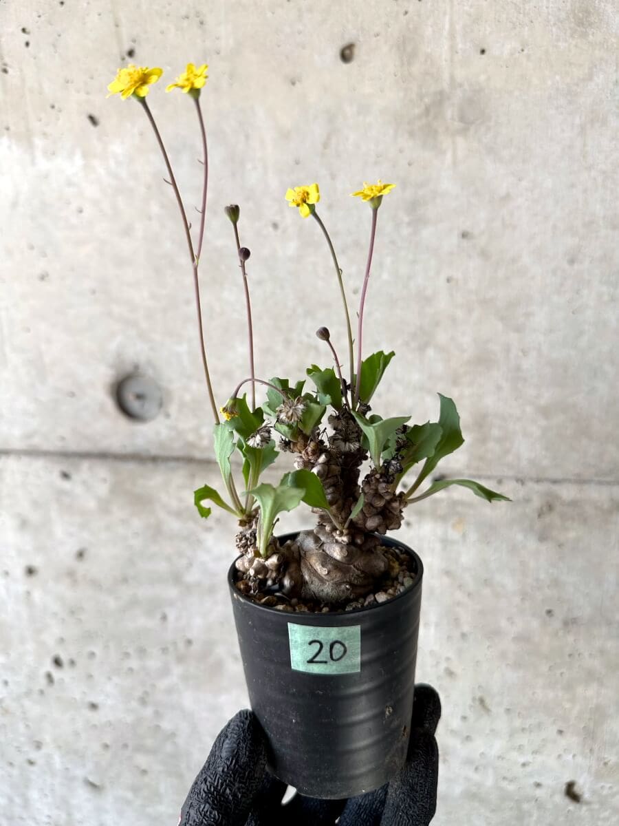 【現品限り】オトンナ・ヘレー 蛮鬼塔[在庫整理価格]【M20】 Othonna herrei