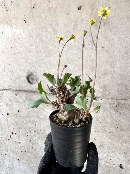 【現品限り】オトンナ・ヘレー 蛮鬼塔[在庫整理価格]【M20】 Othonna herrei