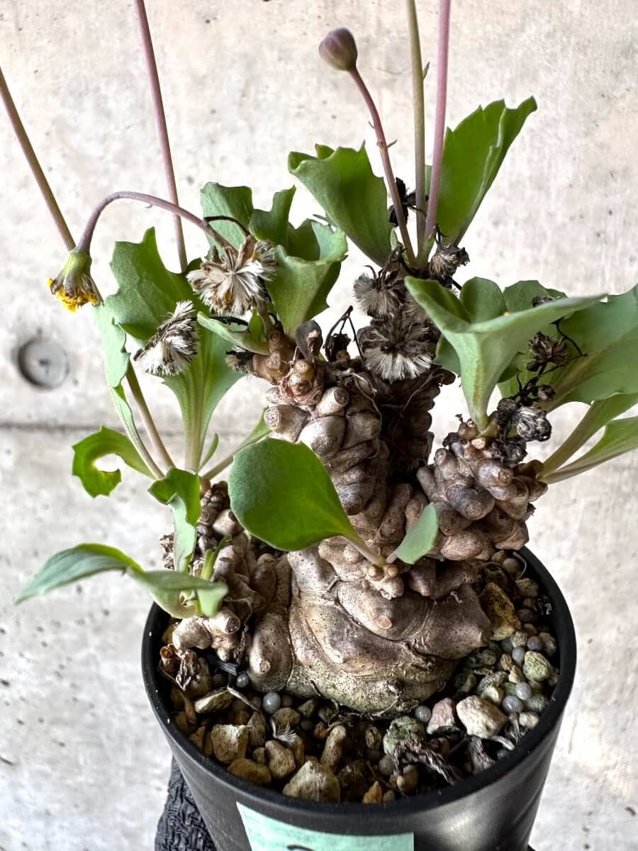 【現品限り】オトンナ・ヘレー 蛮鬼塔[在庫整理価格]【M20】 Othonna herrei