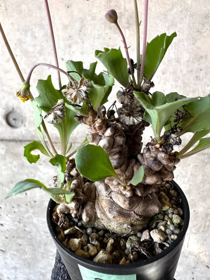 【現品限り】オトンナ・ヘレー 蛮鬼塔[在庫整理価格]【M20】 Othonna herrei