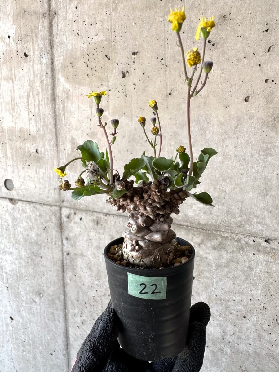 【現品限り】オトンナ・ヘレー 蛮鬼塔[在庫整理価格]【M22】 Othonna herrei