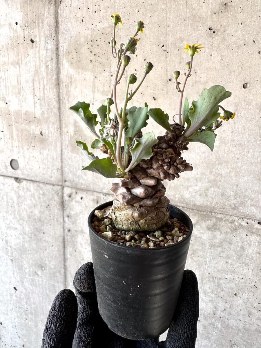 【現品限り】オトンナ・ヘレー 蛮鬼塔[在庫整理価格]【M22】 Othonna herrei