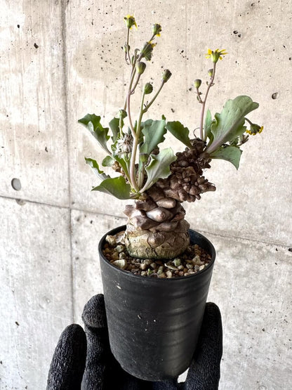 【現品限り】オトンナ・ヘレー 蛮鬼塔[在庫整理価格]【M22】 Othonna herrei