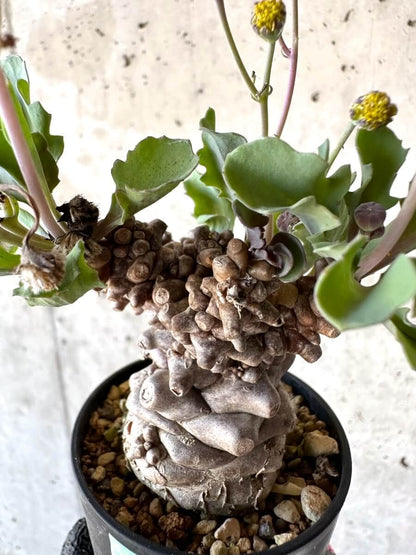 【現品限り】オトンナ・ヘレー 蛮鬼塔[在庫整理価格]【M22】 Othonna herrei