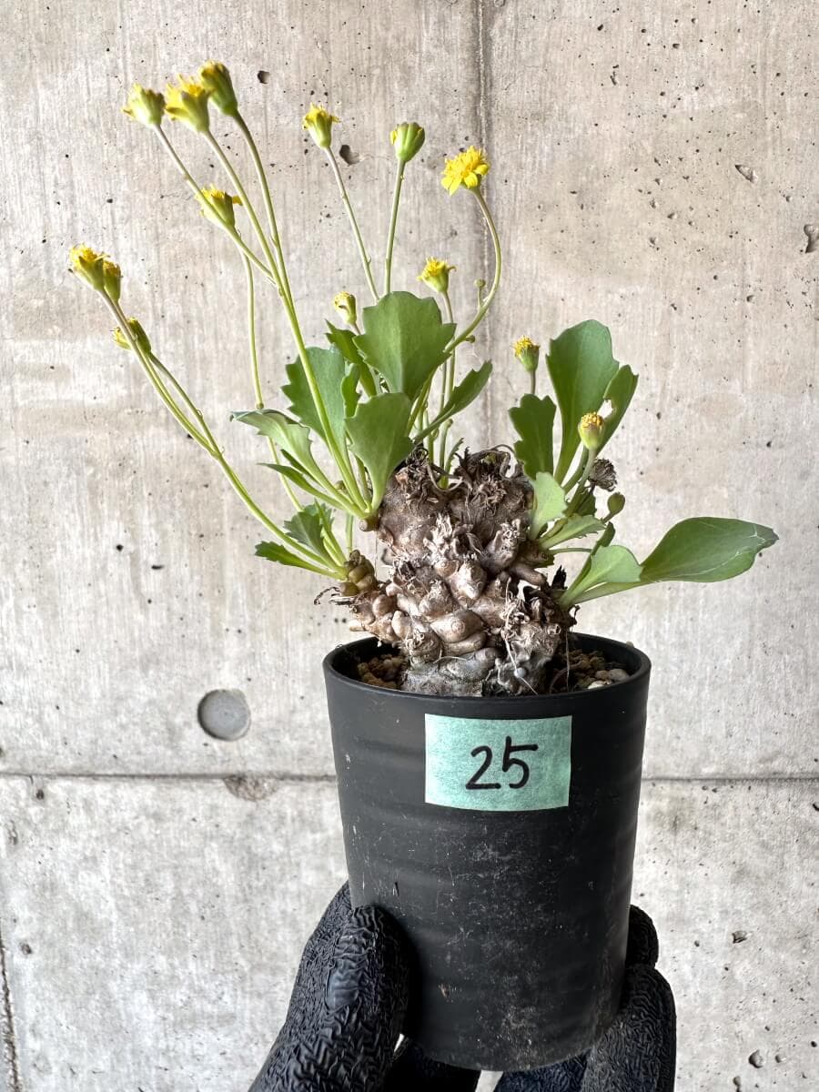 【現品限り】オトンナ・ヘレー 蛮鬼塔[在庫整理価格]【M25】 Othonna herrei