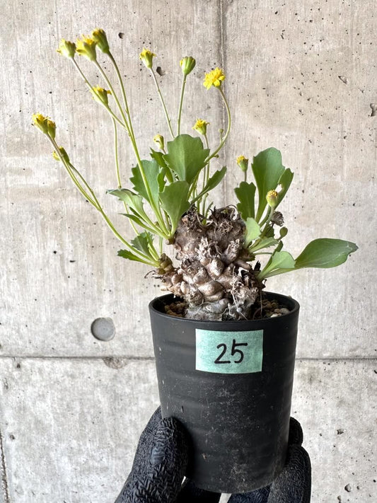 【現品限り】オトンナ・ヘレー 蛮鬼塔[在庫整理価格]【M25】 Othonna herrei