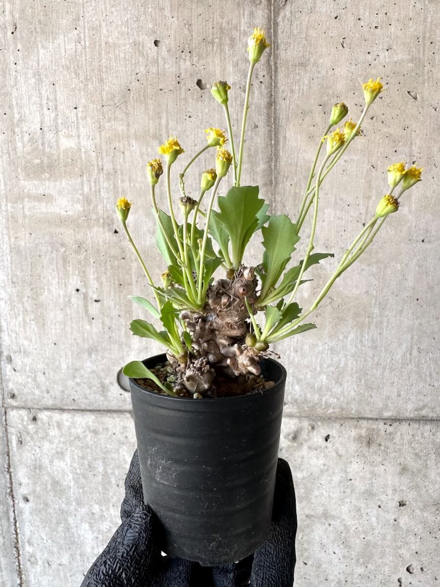 【現品限り】オトンナ・ヘレー 蛮鬼塔[在庫整理価格]【M25】 Othonna herrei