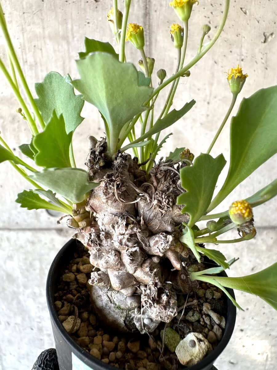 【現品限り】オトンナ・ヘレー 蛮鬼塔[在庫整理価格]【M25】 Othonna herrei