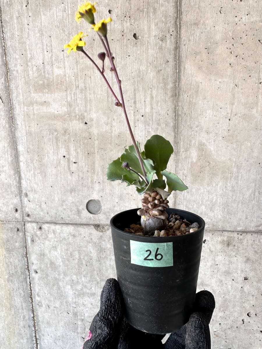 【現品限り】オトンナ・ヘレー 蛮鬼塔[在庫整理価格]【M26】 Othonna herrei