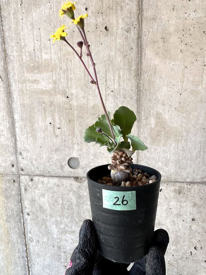 【現品限り】オトンナ・ヘレー 蛮鬼塔[在庫整理価格]【M26】 Othonna herrei