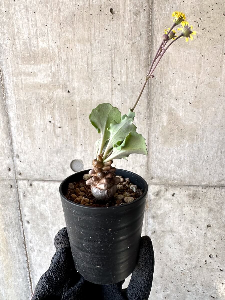 【現品限り】オトンナ・ヘレー 蛮鬼塔[在庫整理価格]【M26】 Othonna herrei