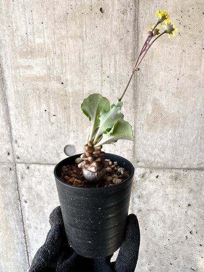 【現品限り】オトンナ・ヘレー 蛮鬼塔[在庫整理価格]【M26】 Othonna herrei