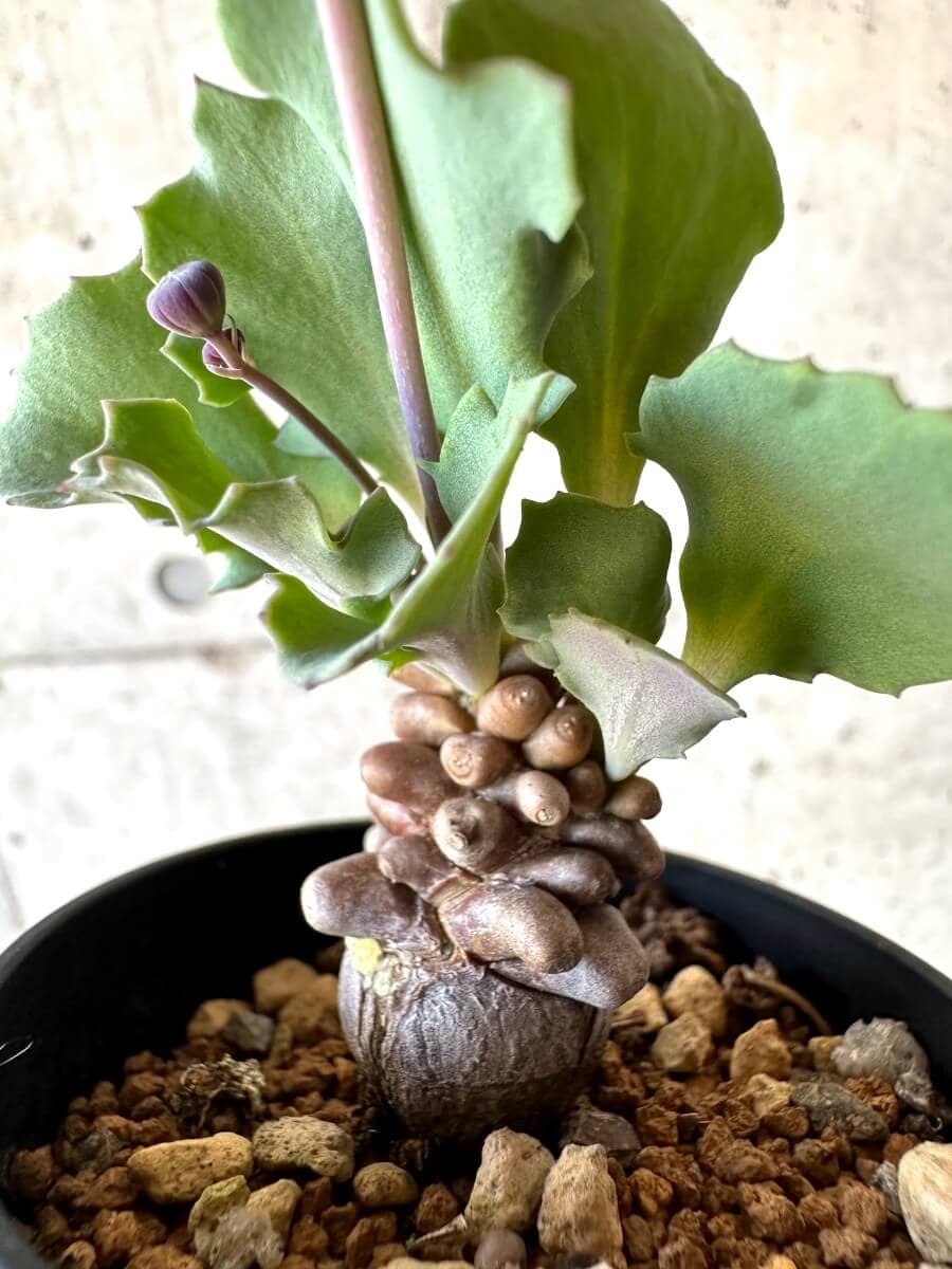 【現品限り】オトンナ・ヘレー 蛮鬼塔[在庫整理価格]【M26】 Othonna herrei