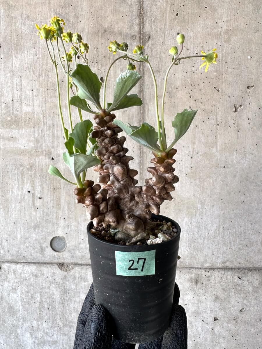 【現品限り】オトンナ・ヘレー 蛮鬼塔[在庫整理価格]【M27】 Othonna herrei