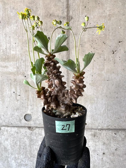 【現品限り】オトンナ・ヘレー 蛮鬼塔[在庫整理価格]【M27】 Othonna herrei