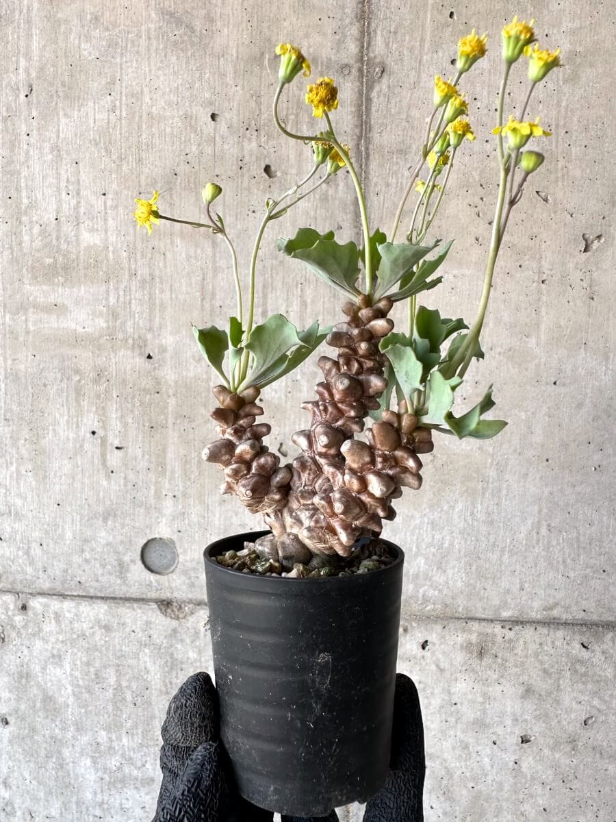 【現品限り】オトンナ・ヘレー 蛮鬼塔[在庫整理価格]【M27】 Othonna herrei