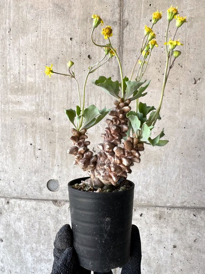 【現品限り】オトンナ・ヘレー 蛮鬼塔[在庫整理価格]【M27】 Othonna herrei