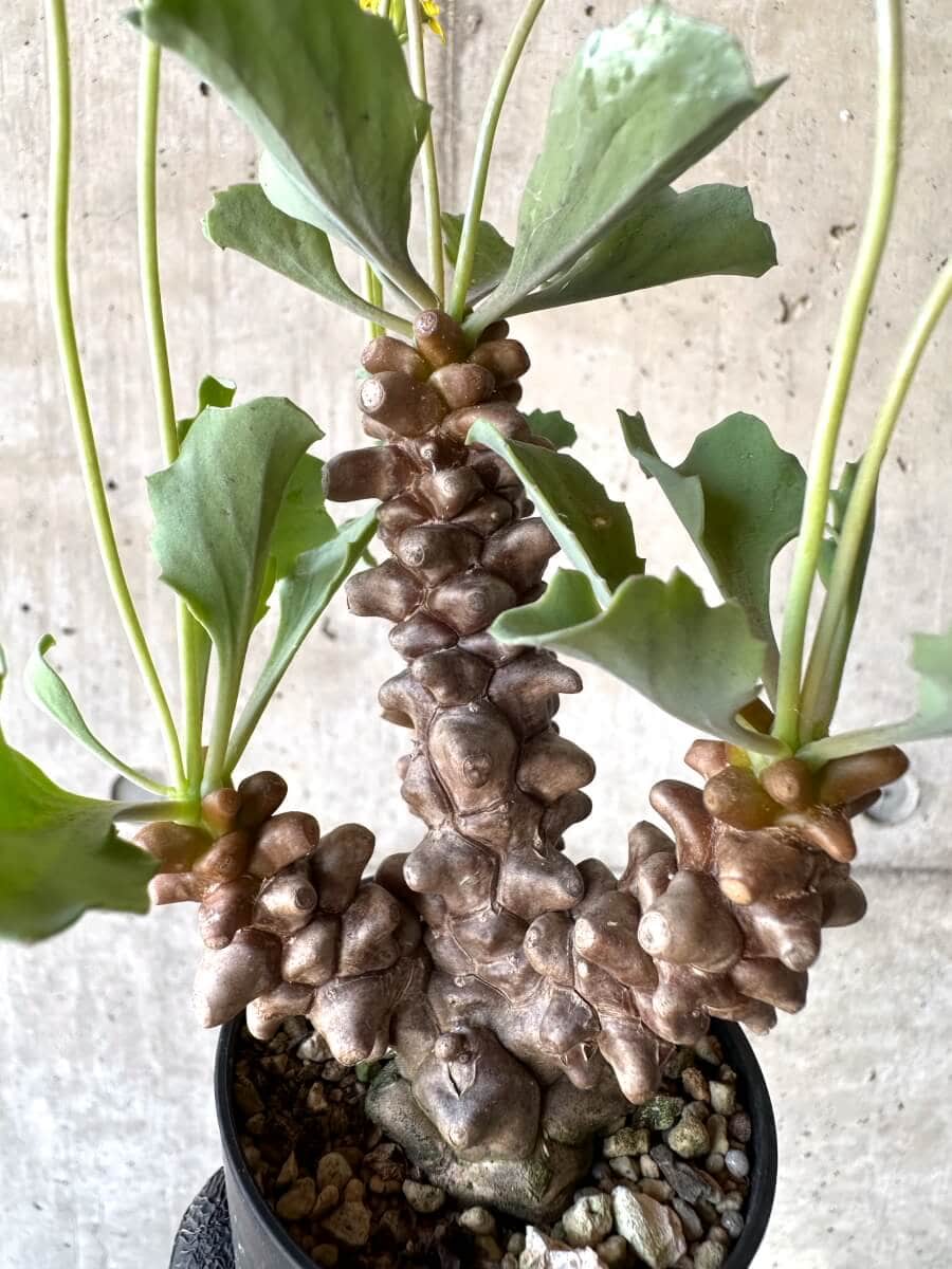 【現品限り】オトンナ・ヘレー 蛮鬼塔[在庫整理価格]【M27】 Othonna herrei