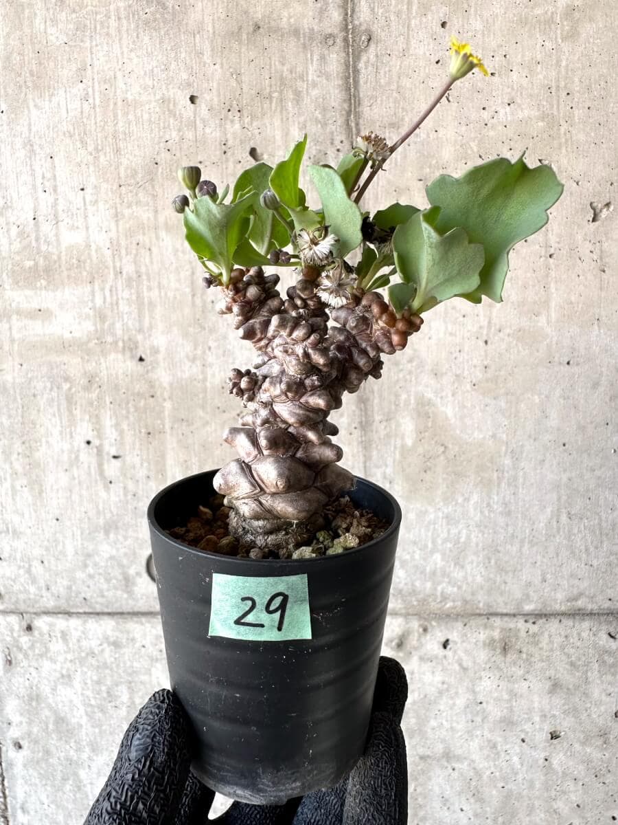 【現品限り】オトンナ・ヘレー 蛮鬼塔[在庫整理価格]【M29】 Othonna herrei